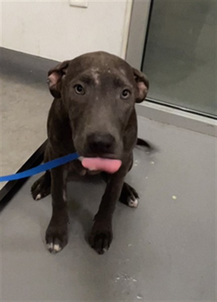 Shelter Stray Female Dog last seen Near BLOCK ROBERTSON ST, HOMELAND, CA, 581 S Grand Ave, San Jacinto, CA 92582, USA