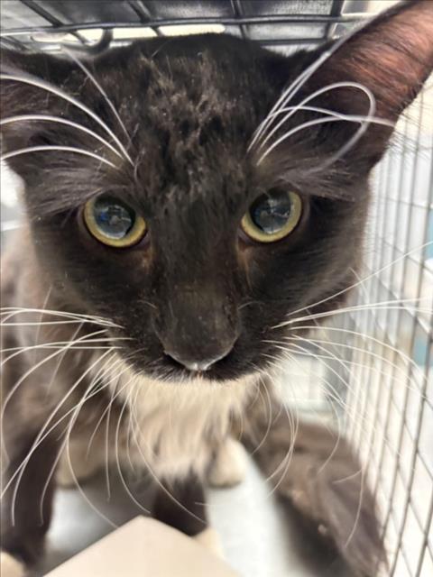 Shelter Stray Male Cat last seen Near BLOCK E BROOKS AVE, NORTH LAS VEGAS NV 89030, 655 N Mojave Rd, Las Vegas, NV 89101, USA
