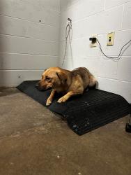 Shelter Stray Female Dog last seen Near BLOCK BLKENDICOTT, 10521 Baur Blvd, Olivette, MO 63132, USA