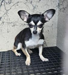 Shelter Stray Female Dog last seen Near BLOCK E LAKE MEAD BLVD, LAS VEGAS NV 89115, 655 N Mojave Rd, Las Vegas, NV 89101, USA