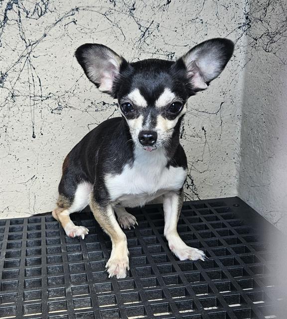 Shelter Stray Female Dog last seen Near BLOCK E LAKE MEAD BLVD, LAS VEGAS NV 89115, 655 N Mojave Rd, Las Vegas, NV 89101, USA