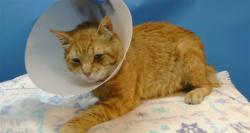 Shelter Stray Male Cat last seen , 216 W Victoria St, Gardena, CA 90248, USA