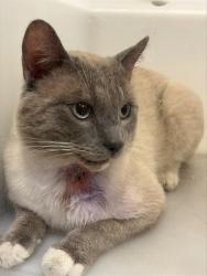 Shelter Stray Male Cat last seen Near BLOCK JAMESWAY DR SW ABQ NM, 3001 2nd St SW, Albuquerque, NM 87105, USA