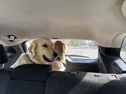 Reunited Unknown Dog last seen 196th St SE Bothell, WA 98012, Bothell, WA 98012