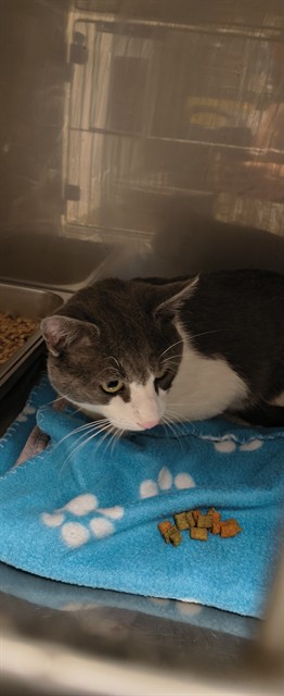 Shelter Stray Male Cat last seen Near BLOCK JAMESWAY DR SW ABQ NM, 3001 2nd St SW, Albuquerque, NM 87105, USA