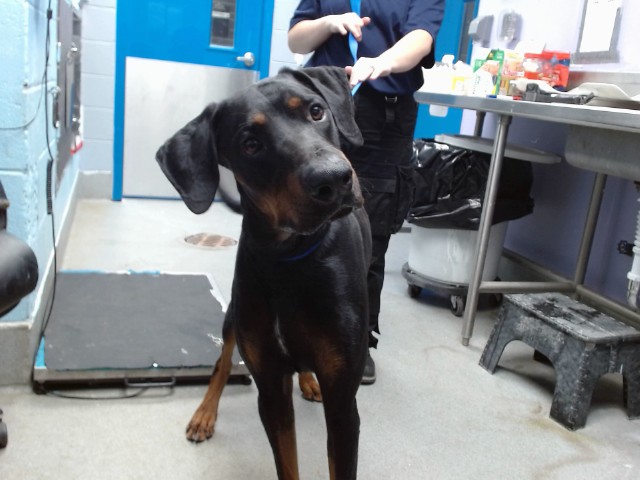 Shelter Stray Male Dog last seen OJO FELIZ, 11800 Sunset Gardens Rd SW, Albuquerque, NM 87121, USA