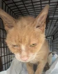 Shelter Stray Unknown Cat last seen Near BLOCK NEWPORT MANOR DAVIE 33325, 2400 SW 42nd St, Fort Lauderdale, FL 33312, USA
