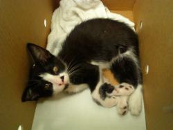Shelter Stray Male Cat last seen Near BLOCK NW 60 WY, SUNRISE FL 33313, 2400 SW 42nd St, Fort Lauderdale, FL 33312, USA