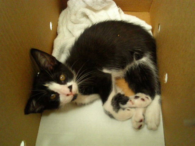 Shelter Stray Male Cat last seen Near BLOCK NW 60 WY, SUNRISE FL 33313, 2400 SW 42nd St, Fort Lauderdale, FL 33312, USA