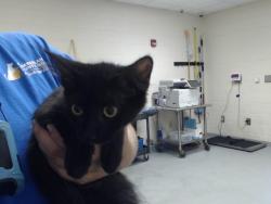 Shelter Stray Female Cat last seen Near WINTHROP DR, FAYETTEVILLE NC 28311, 4704 Corporation Dr, Fayetteville, NC 28306, USA