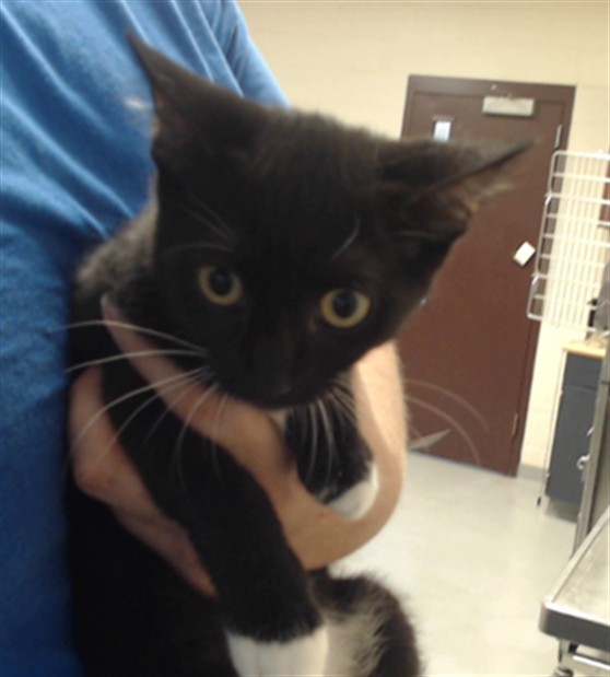 Shelter Stray Female Cat last seen Near WINTHROP DR, FAYETTEVILLE NC 28311, 4704 Corporation Dr, Fayetteville, NC 28306, USA