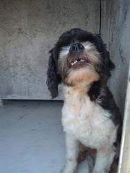 Shelter Stray Unknown Dog last seen Near BLOCK SW 24 AV, DANIA BEACH, FLORIDA, 2400 SW 42nd St, Fort Lauderdale, FL 33312, USA