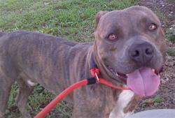 Shelter Stray Male Dog last seen Near BLOCK HARDING ST, HOLLYWOOD FL 33024, 2400 SW 42nd St, Fort Lauderdale, FL 33312, USA