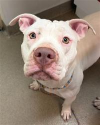 Shelter Stray Female Dog last seen SW 42ND STREET, FORT LAUDERDALE, FL 33312, 2400 SW 42nd St, Fort Lauderdale, FL 33312, USA