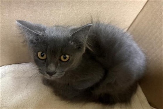 Shelter Stray Female Cat last seen HARIAN WAY & ASHLAND WAY, 2127 Front St, Sacramento, CA 95818, USA