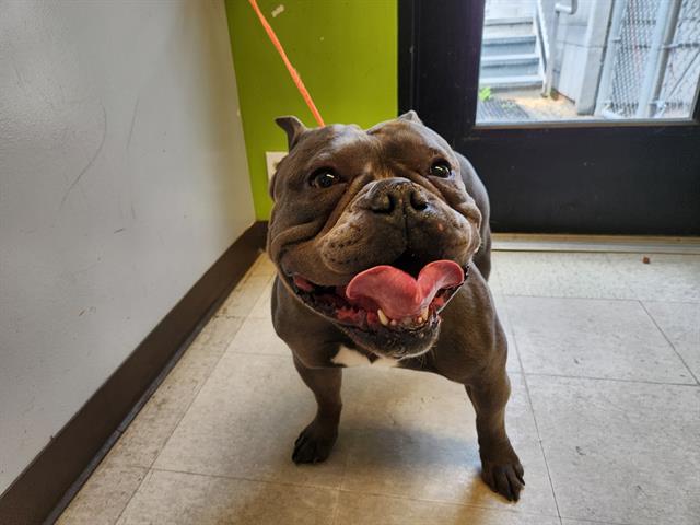 Shelter Stray Male Dog last seen Near BLOCK SE 245TH ST, KENT WA 98030, 21615 64th Ave S, Kent, WA 98032, USA