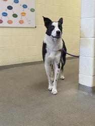 Shelter Stray Male Dog last seen Near BLOCK S MARKET ST, 4522 W 3500 S, West Valley City, UT 84120, USA