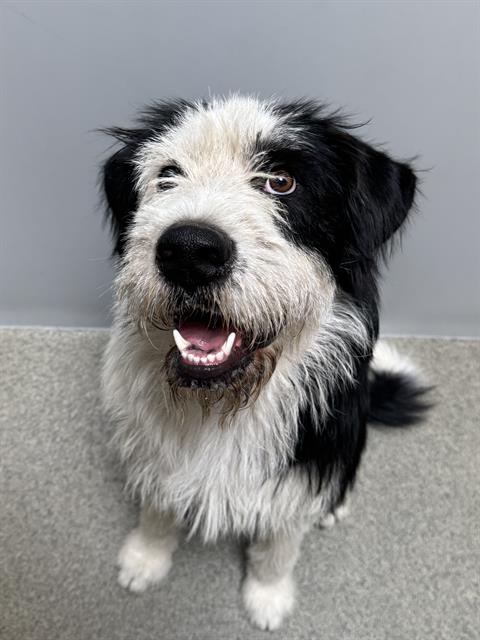 Shelter Stray Male Dog last seen Near BLOCK S EARLY DUKE ST, 4522 W 3500 S, West Valley City, UT 84120, USA