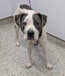 Shelter Stray Female Dog last seen Near BLOCK W CHICAGO ST, DETROIT, MI 48228, 7401 Chrysler Dr, Detroit, MI 48211, USA