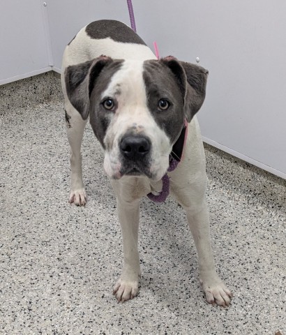 Shelter Stray Female Dog last seen Near BLOCK W CHICAGO ST, DETROIT, MI 48228, 7401 Chrysler Dr, Detroit, MI 48211, USA