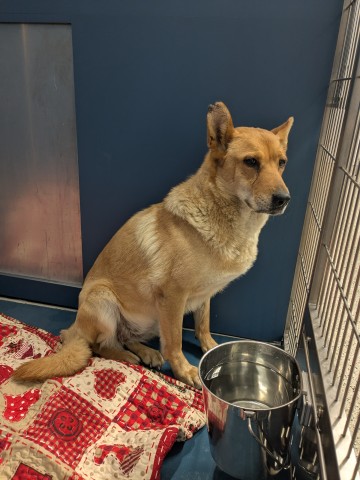 Shelter Stray Female Dog last seen Near BLOCK KIRKWOOD ST, DETROIT, MI 48210, 7401 Chrysler Dr, Detroit, MI 48211, USA