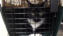 Shelter Stray Male Cat last seen Near BLOCK W BAYAUD AVE, DENVER CO 80223, 1241 W Bayaud Ave, Denver, CO 80223, USA
