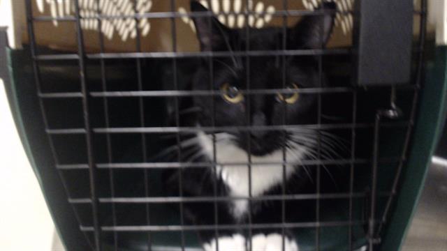 Shelter Stray Male Cat last seen Near BLOCK W BAYAUD AVE, DENVER CO 80223, 1241 W Bayaud Ave, Denver, CO 80223, USA