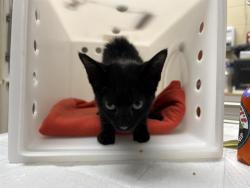 Shelter Stray Male Cat last seen N 39TH AND HOPE, 3839 W Burnham St, West Milwaukee, WI 53215, USA