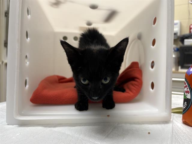 Shelter Stray Male Cat last seen N 39TH AND HOPE, 3839 W Burnham St, West Milwaukee, WI 53215, USA