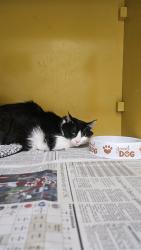 Shelter Stray Female Cat last seen , 3201 Lacy St, Los Angeles, CA 90031, USA