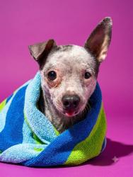 Shelter Stray Male Dog last seen Near BLOCK COLUMBUS, 2020 Forest St, Jacksonville, FL 32204, USA