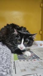Shelter Stray Male Cat last seen , 3201 Lacy St, Los Angeles, CA 90031, USA