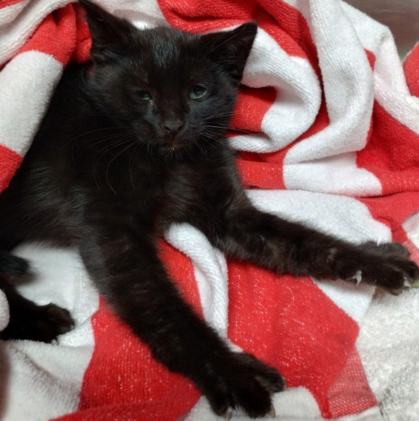 Shelter Stray Male Cat last seen Near BLOCK BLANDING, 1590 Fortmann Way, Alameda, CA 94501, USA