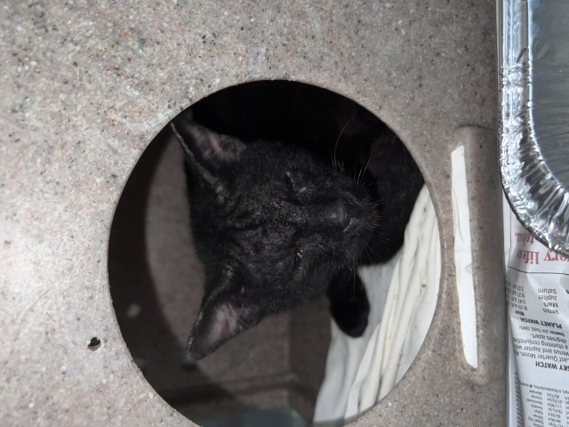 Shelter Stray Male Cat last seen H AND DOVER, 333 Chandler Pl, San Bernardino, CA 92408, USA