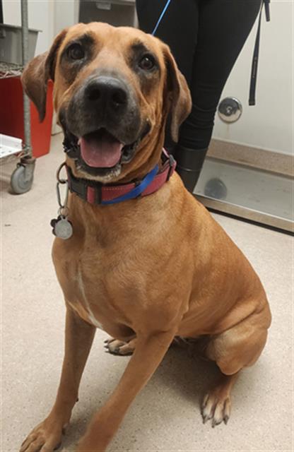 Shelter Stray Female Dog last seen Near BLOCK STEEPLECHASE DR, BAKERSFIELD CA 93312, 3951 Fruitvale Ave, Bakersfield, CA 93308, USA