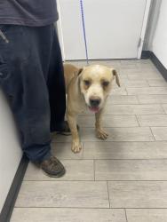 Shelter Stray Male Dog last seen Near BLOCK DONALDA CT, WOFFORD HEIGHTS CA 93285, 14891 CA-178, Lake Isabella, CA 93240, USA