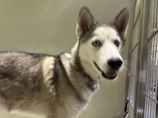 Shelter Stray Male Dog last seen Near BLOCK NILES ST, BAKERSFIELD CA 93305, 3951 Fruitvale Ave, Bakersfield, CA 93308, USA