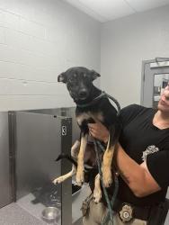 Shelter Stray Unknown Dog last seen Near BLOCK N MINNIE LN, OKLAHOMA CITY OK 73127, 2811 SE 29th St, Oklahoma City, OK 73129, USA