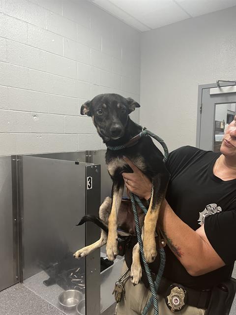 Shelter Stray Unknown Dog last seen Near BLOCK N MINNIE LN, OKLAHOMA CITY OK 73127, 2811 SE 29th St, Oklahoma City, OK 73129, USA