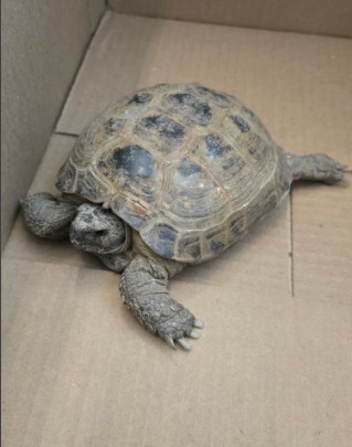 Shelter Stray Unknown Other last seen MONTROSE/MT VERNON, 92620, 6443 Oak Canyon, Irvine, CA 92618, USA