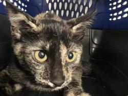 Shelter Stray Female Cat last seen DENVER AREA, 2080 S Quebec St, Denver, CO 80231, USA