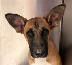 Shelter Stray Male Dog last seen , 4000 N Silverbell Rd, Tucson, AZ 85745, USA