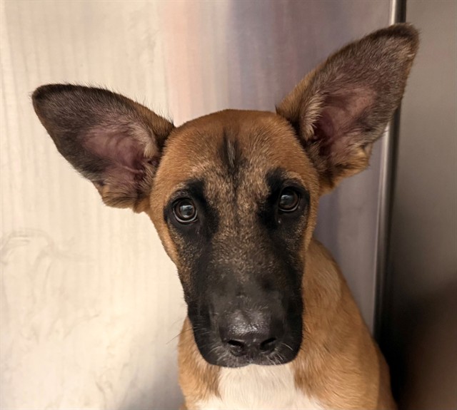 Shelter Stray Male Dog last seen , 4000 N Silverbell Rd, Tucson, AZ 85745, USA