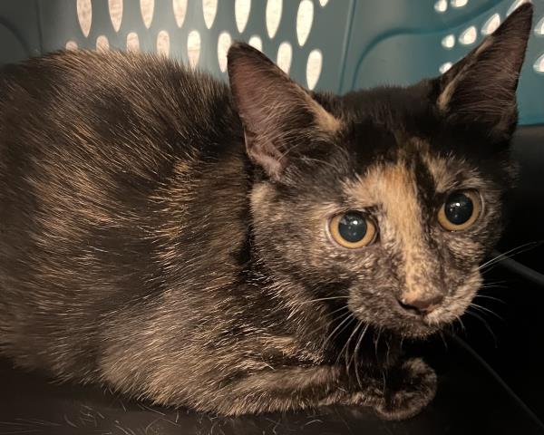 Shelter Stray Female Cat last seen DENVER AREA, 2080 S Quebec St, Denver, CO 80231, USA