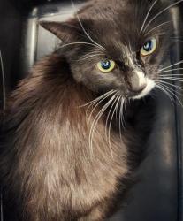 Shelter Stray Female Cat last seen Near BLOCK OLATHE ST, AURORA CO 80011 7516, 2080 S Quebec St, Denver, CO 80231, USA