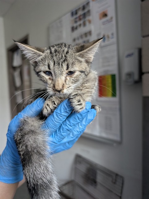 Shelter Stray Female Cat last seen , 4000 N Silverbell Rd, Tucson, AZ 85745, USA