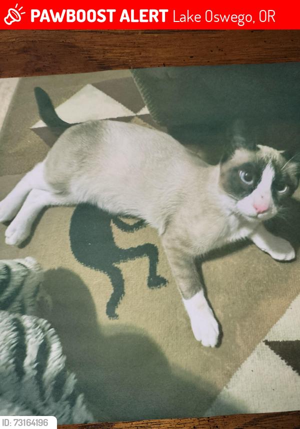Lost Male Cat last seen Nicole, Lake Oswego, OR 97035