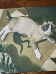 Lost Male Cat last seen Nicole, Lake Oswego, OR 97035