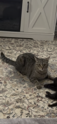 Lost Male Cat last seen Alpharetta Church of Christ, Alpharetta, GA 30004
