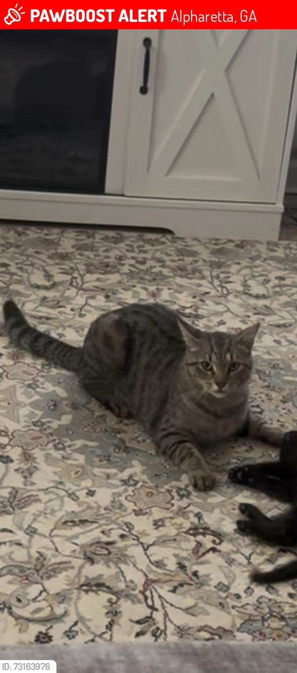 Lost Male Cat last seen Alpharetta Church of Christ, Alpharetta, GA 30004